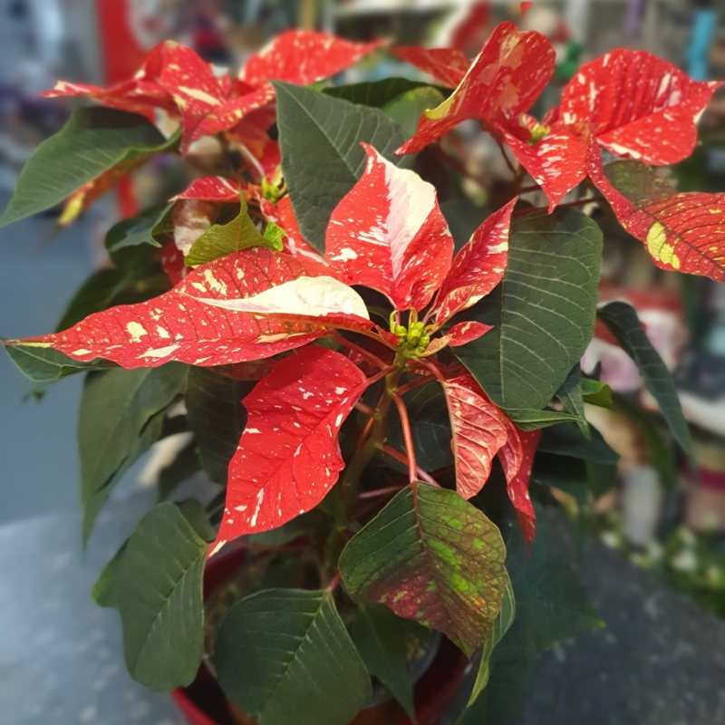 Christmas Poinsettia