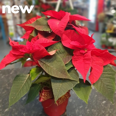 Christmas Poinsettia